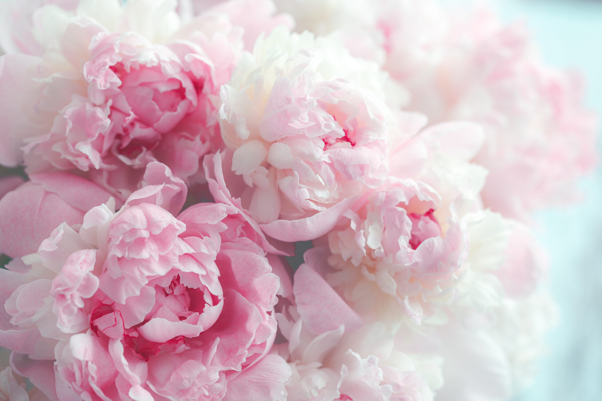 Zeit für eine Blumen-Offensive Zeit für eine Blumen-Offensive