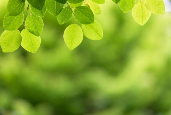 Bringen Sie Glanz und Frische in Ihren Haushalt.