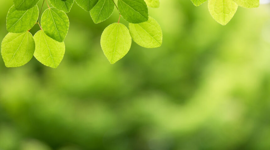 Bringen Sie Glanz und Frische in Ihren Haushalt.
