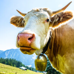 Was bedeutet Edelrindfleisch?