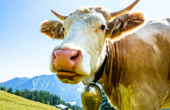 Was bedeutet Edelrindfleisch?