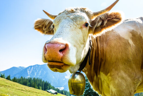 Was bedeutet Edelrindfleisch? Was bedeutet Edelrindfleisch?