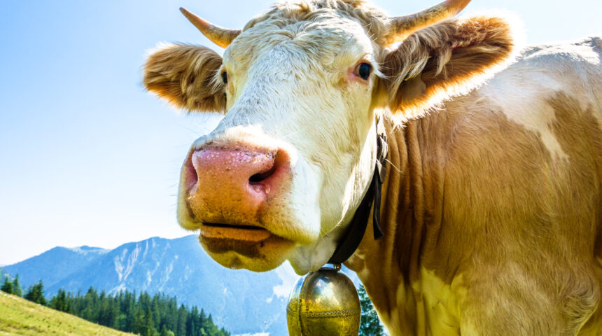 Was bedeutet Edelrindfleisch?