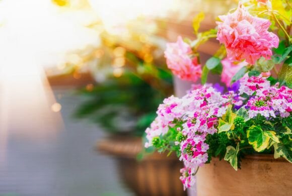 Lassen Sie den Frühling erblühen